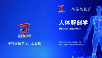 2026届生理解剖班
